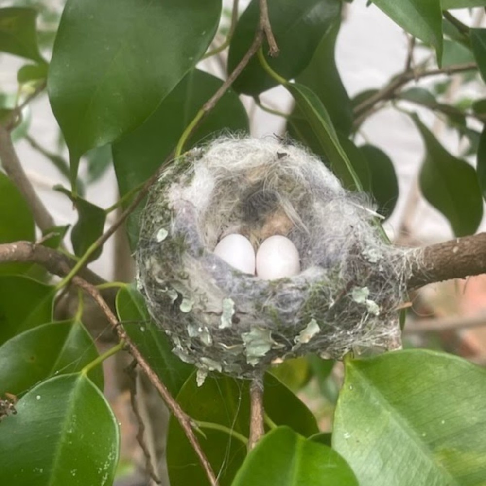 Meet your Posher, Dunya